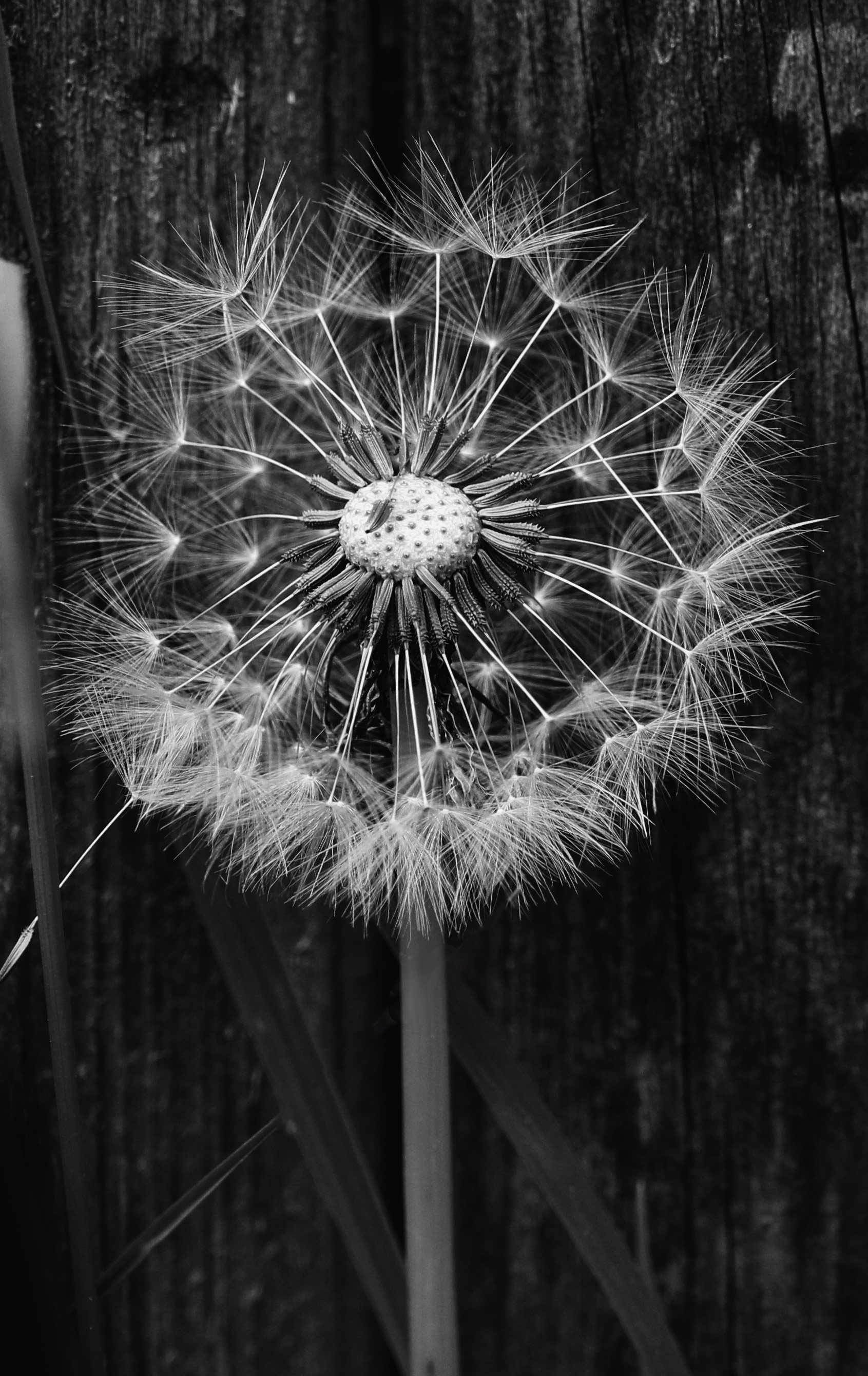 Pusteblume